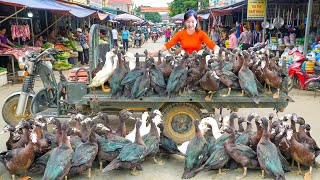 Harvesting Muscovy Ducks After 6 Months of Hard Work Raising: Driving the Tractor to the Market