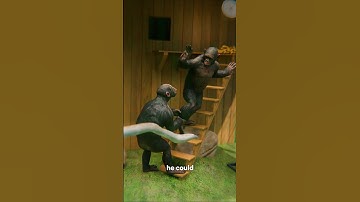 De Hypothetische Vijf Apen 🐒