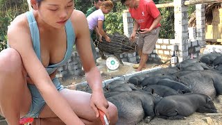 Full Farm: 200 Days Start From Building Pig Farms To Selling To Traders - Off Grid Living Farm by Dao Farm Life 1,183 views 13 hours ago 2 hours, 9 minutes
