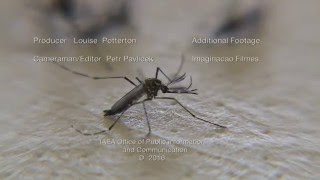 Zika Crisis – The IAEA Responds