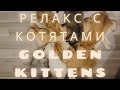 🌞🐱☀️РЕЛАКС С КОТЯТАМИ🙀🐱😻ЗОЛОТАЯ ШИНШИЛЛА👑