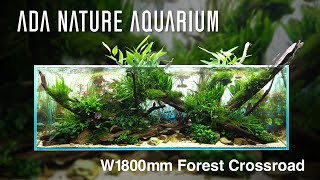 [ADAview] Forest Crossroad 森の交差点 W1800mm NatureAquarium Layout【EN/JP Sub.】