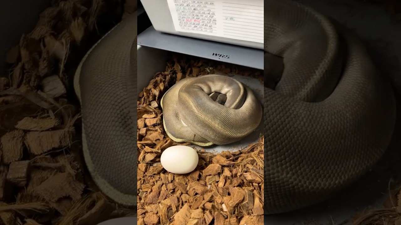 Zaczynamy sezon 2025🔥 #pytonkrólewski #pythonregius #hodowlawęży #reptiles #snake #ballpython #waz