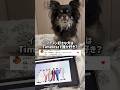 イケメン好きな愛犬はtimeleszで誰が好き？　#チワワ #犬のいる生活 #shorts #検証 #timelesz