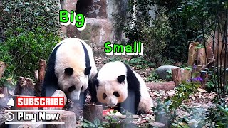 Panda He Hua And He Ye Has A Clear Size Difference | iPanda