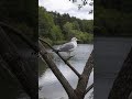 Чайка на дереві біля озера — рідкісний момент спокою дикої природи 🕊️🌿 Не всі знають, що чайки.