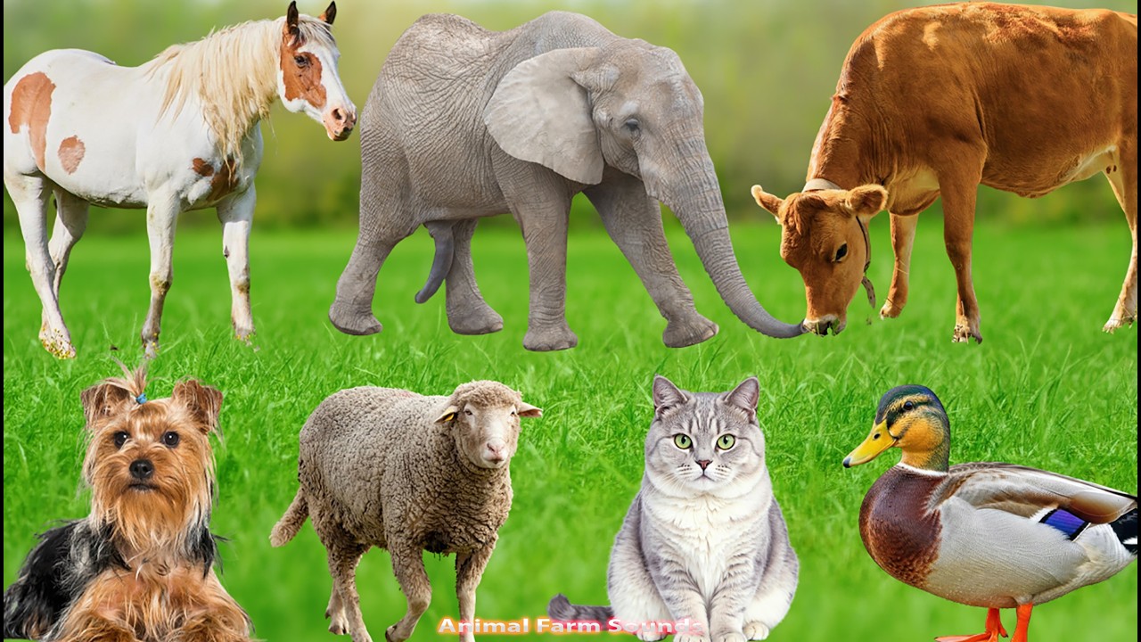 Cute Animals and Pets: Elephant, Horse, Cow, Dog, Sheep, Cat, Chicken, Duck - Pet Sounds
