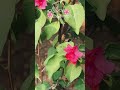 How beautiful somethings are😍#nature #vibes #garden #youtubeshorts #shorts #viral #trending #love