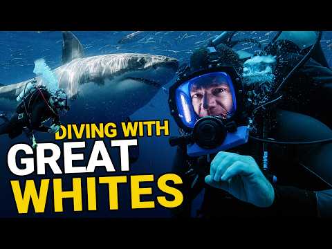 The 10 Greatest Shark Dives in the World