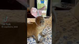 Капібара-кролик🤣Bunny Capybara 🐰 #viral #fypシ #shorts #animal #szanujekapibare #capybaralove