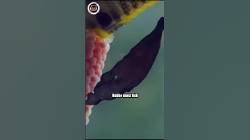 Is it a Fish or Seaweed? Meet Leafy Sea Dragon #shorts #animals