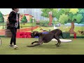 Obedience Training with BEAR the Great Dane
