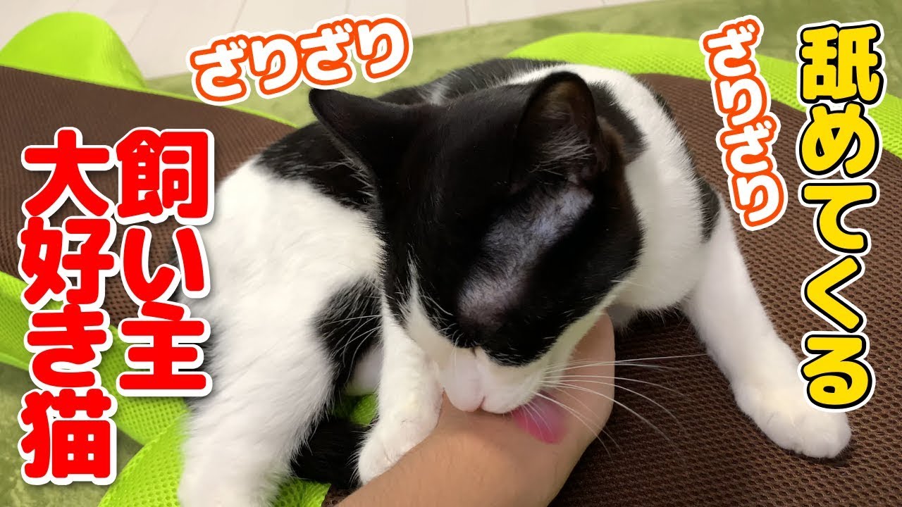 猫を撫でると必ず舐めてくるので Youtube