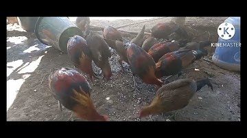 qaib qus f1 f2 xyoo no