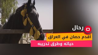 أقدم حصان في العراق.. حياته وطرق تدريبه screenshot 2