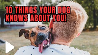 Things Your Dog Knows About You