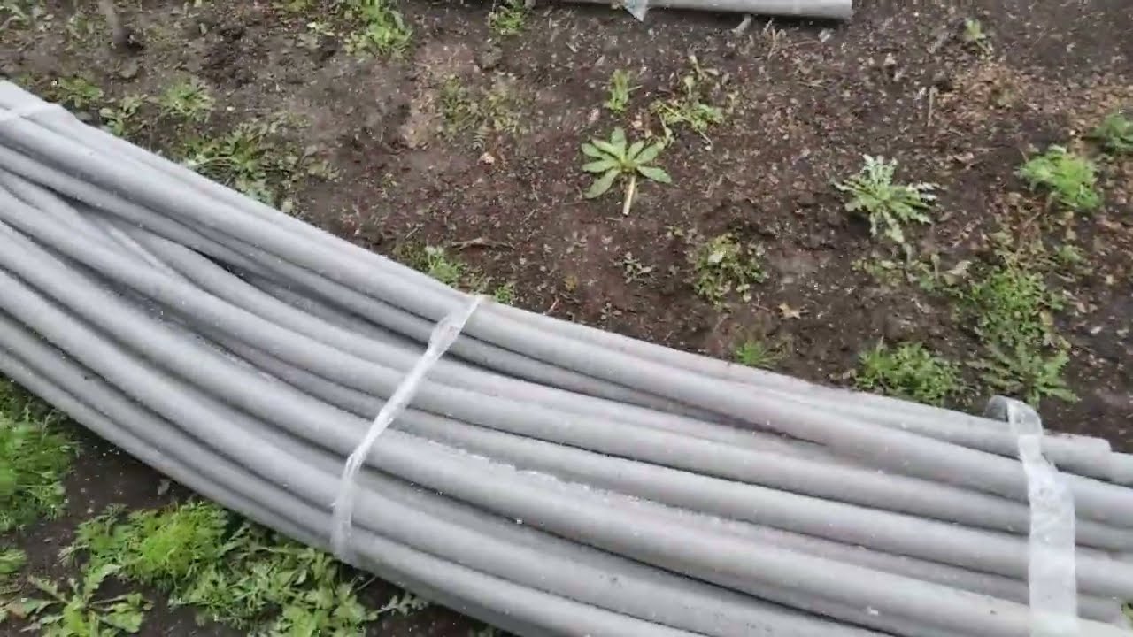 Як захистити виноград, ківі, актинідію від весняних приморозків