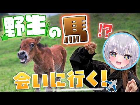 野生の馬を知らない女、エルセ