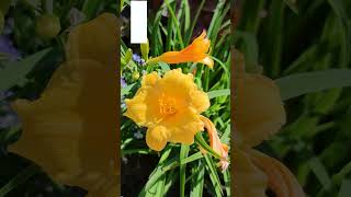 Лилейник гибридный "Стелла де Оро" (Hemerocallis Stella de Oro)💐 #flowerworld #цветы #flowers