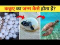 कछुए का जीवन चक्र | Turtle Life Cycle Video | Life Cycle Of Turtle In Hindi | Kachhua Ka Janm