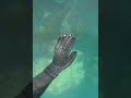 Free diving spear fishing southland new zealand crayfish  blue cod