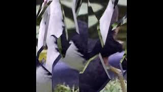 suara pikat ruak durasi pendek