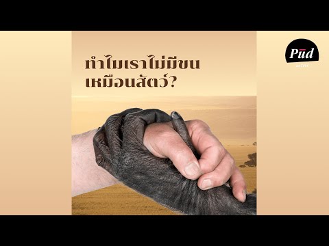 วีดีโอ: เห็บหมัดและยากันยุงที่ดีที่สุดสำหรับสุนัขคืออะไร?