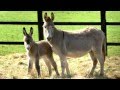 Youtube Thumbnail Donkey Sounds With Donkey Pictures