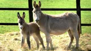 Donkey Sounds With Donkey Pictures