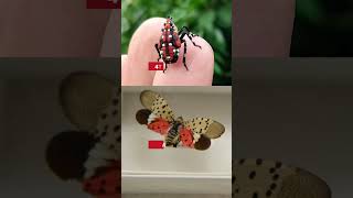 Spotted Lanternflies Are Coming Back #Shorts