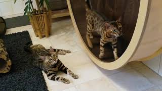 Unsere Bengalkatzen im Laufrad 😎😎😎