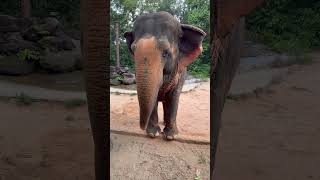 Wait... Elephant Vs Fruit Its Corn