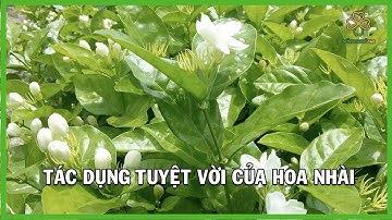 Tác Dụng Vượt Trội Của Hoa Nhài I Hoa Nhài Thần Dược Làm Đẹp I Trà Hoa Nhài Có Tốt Không