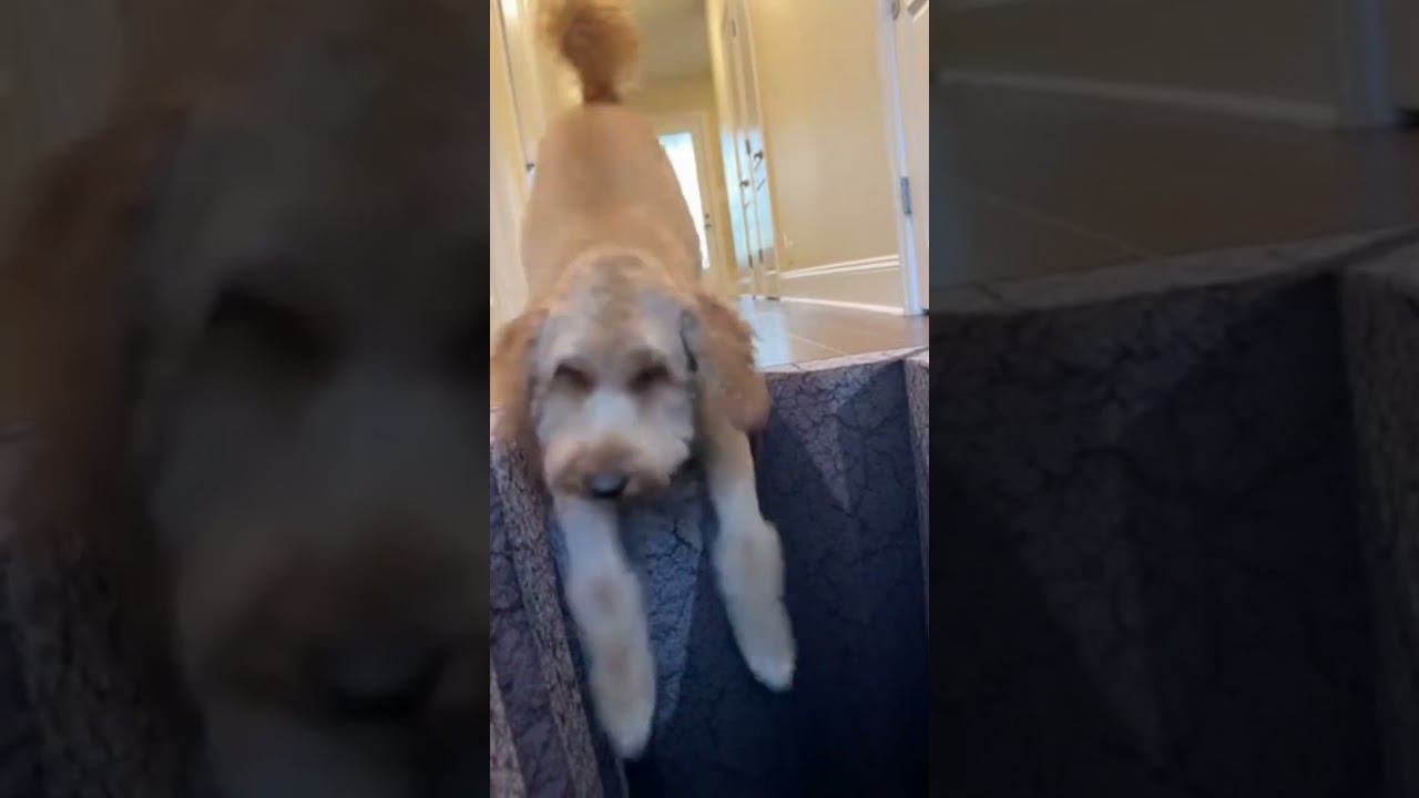 The dog fell into a real 3D hole😲 