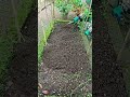 Satisfying Garden Bed Makeover! 🌱 (How to Prep Soil) #Gardening #Shorts