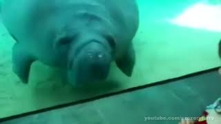 Manatee Face Smush with GTA V Wasted