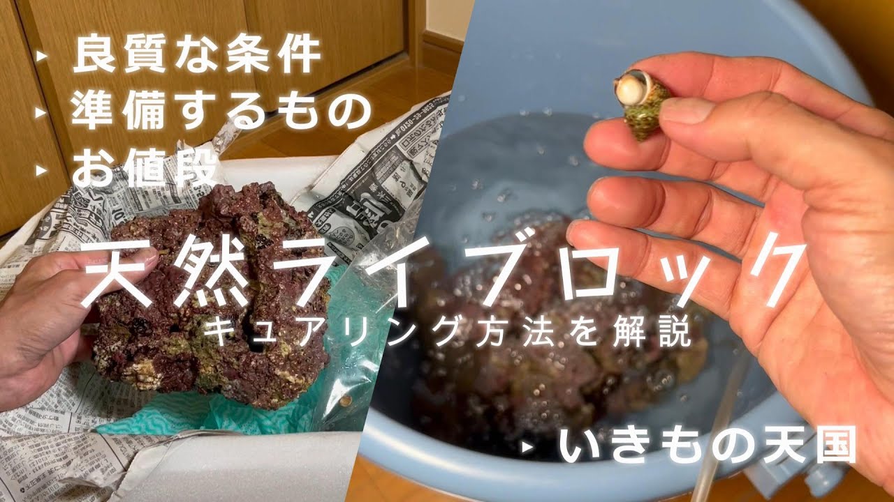 人工ライブロック　SHR24 アク抜き済み安心塗料使用 海水魚】石灰藻カラーの人工ライブロック 自作マニュアル 【人工