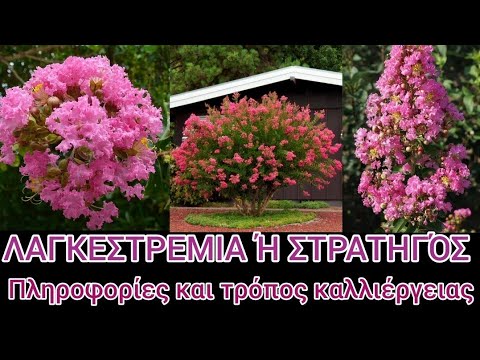 Βίντεο: Πολλαπλασιασμός Impatiens με σπόρους - Συμβουλές για την καλλιέργεια Impatiens από σπόρους