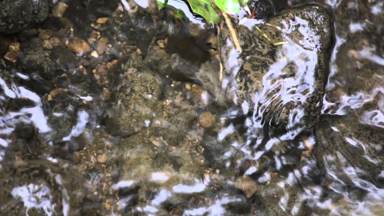 camera iphone 8 plus apk Rabbitbank Wood
