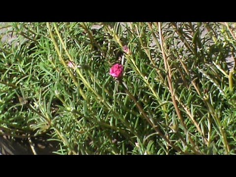 Tumbuhan Bunga Mawar Jepang  knowledge video of plant 