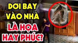 Đột Nhiên Dơi Bay Vào Nhà Báo Điều Gì? Chớ Dại Xua Đuổi Mà Xem Ngay Video Này Kẻo Tán Gia Bại Sản