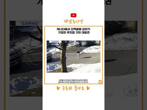 <strong>캐나다에서</strong> 산책중에 갑자기 기절한 주인을 구한 대형견 #shorts