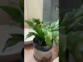 Knock knock, PCM Services 👋 Plant styling Ryan’s New Home! 🌿✨#plantstyling #plants #indoorplants