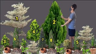 8 CHRISTmas Tree Plant that can grow in Tropical Countries #christmas2025 