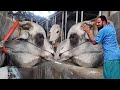 Biggest bull in Bangladesh 2021 | Sadeeq Agro Cattle Farm 2021 | Highest cow in Bangladesh 2021