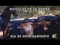 Toros de El Parralejo: entrenamiento de novillos erales en el corredero | Toros desde Andalucía