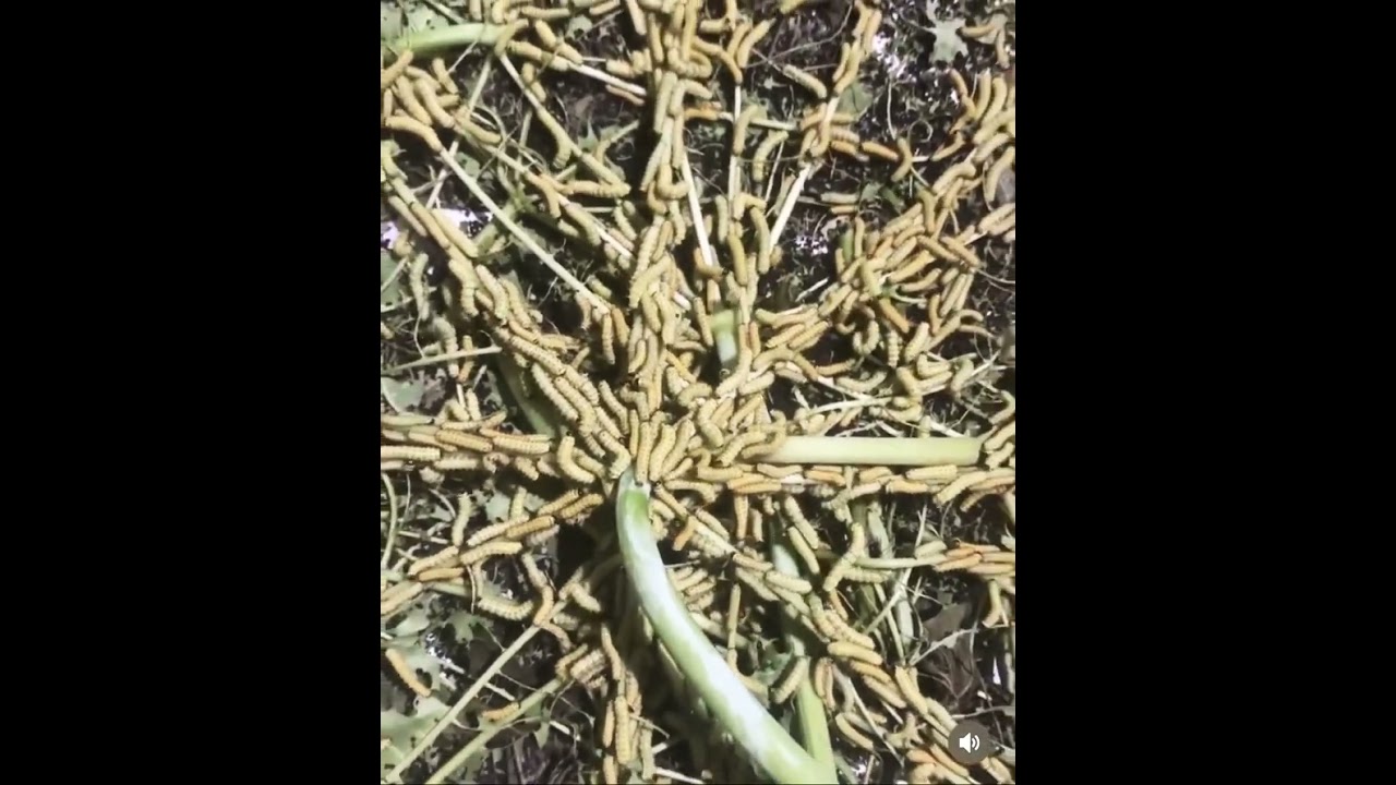 One week old eri silkworm larvae | Silkworm life cycle | from eggs to larvae