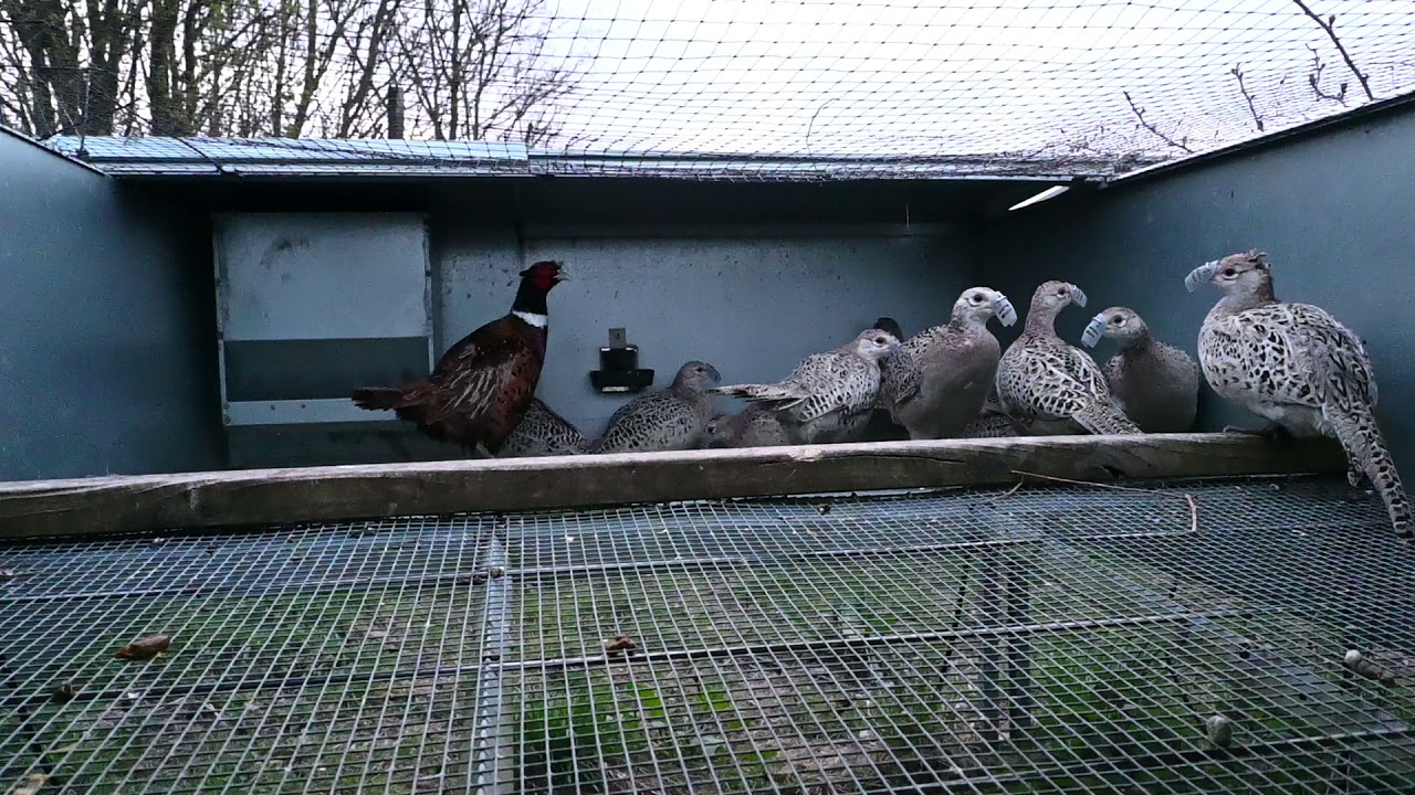 Barren pheasant breeding cage. One bird appears to have head damage.