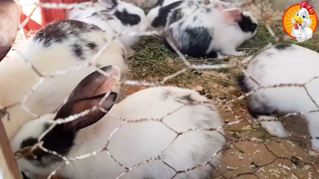 الأكل المعتمد عند الأرانب الصغار بعد الفطام