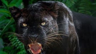 Black Jaguar Walking || 4K Resolution Video (CuteBabyAnimals)